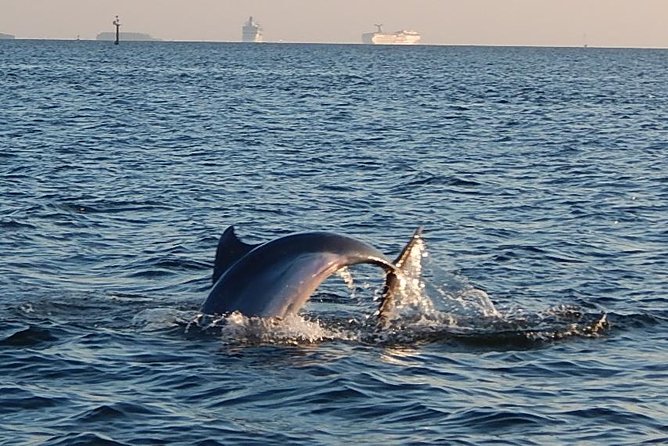 1.5-hour Dolphin Sightseeing Cruise from Tampa - Key points before you book