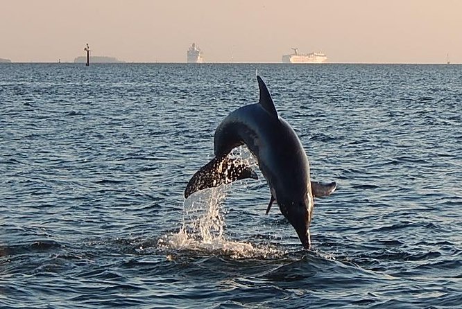 1.5-hour Dolphin Sightseeing Cruise from Tampa - Setting out from the Tampa Bay History Center