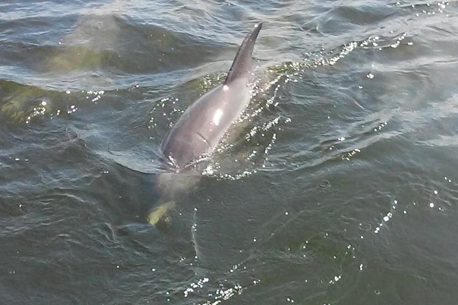1.5-hour Dolphin Sightseeing Cruise from Tampa - Price, comfort, and what the $30.77 covers
