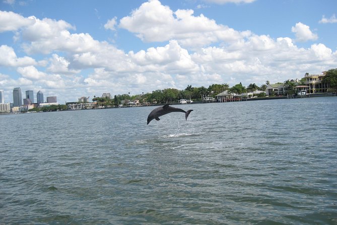 1.5-hour Dolphin Sightseeing Cruise from Tampa - Families, children, and group size