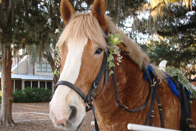 #1 Historical Horse Drawn Carriage Tour - Beginning with Beaufort’s churches and graveyard