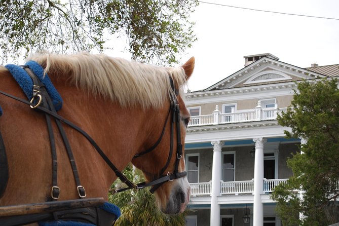 #1 Historical Horse Drawn Carriage Tour - The Old Point neighborhood under the live oaks