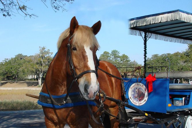 #1 Historical Horse Drawn Carriage Tour - Meeting the horses behind the ride
