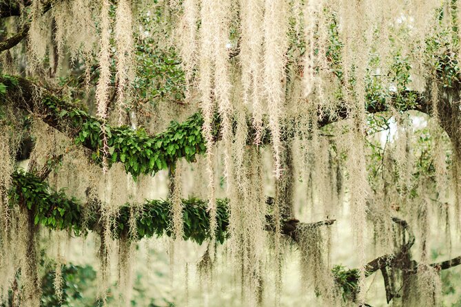 2-Hour Bonaventure Cemetery Walking Tour - Weather, shade, and the one-mile walk
