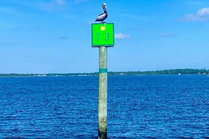 2-Hour Dolphin and Nature Eco Tour from Orange Beach - Birds, marsh edges, and local plants