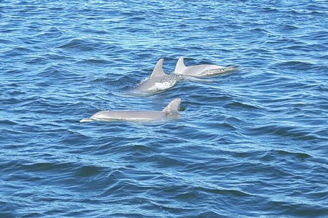 2-Hour Dolphin and Nature Eco Tour from Orange Beach - What the two hours feel like