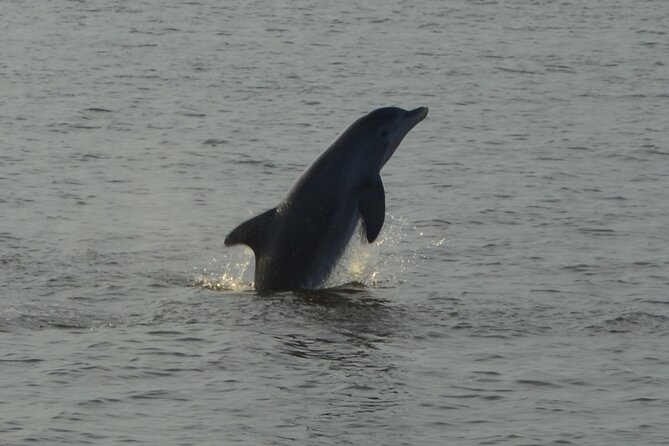 2-Hour Dolphin and Nature Eco Tour from Orange Beach - Booking, weather, and cancellation details