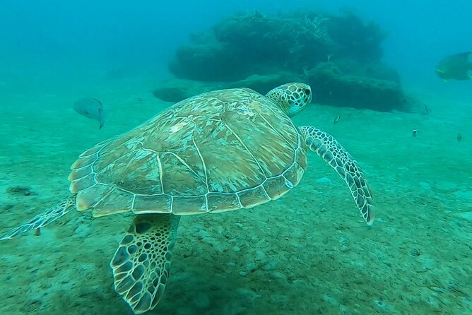 2 ½ - Hour Guided Snorkel Tour of Phil Foster park, Free Videos! - Why Phil Foster Park is worth your morning