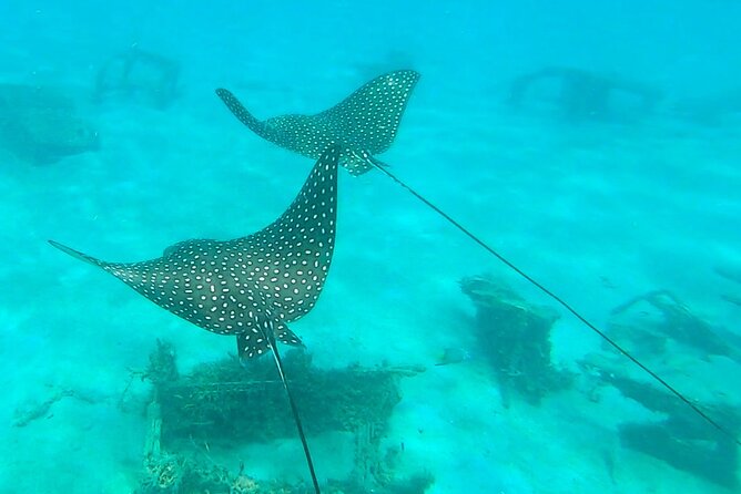 2 ½ - Hour Guided Snorkel Tour of Phil Foster park, Free Videos! - Water temperature, parking, and timing
