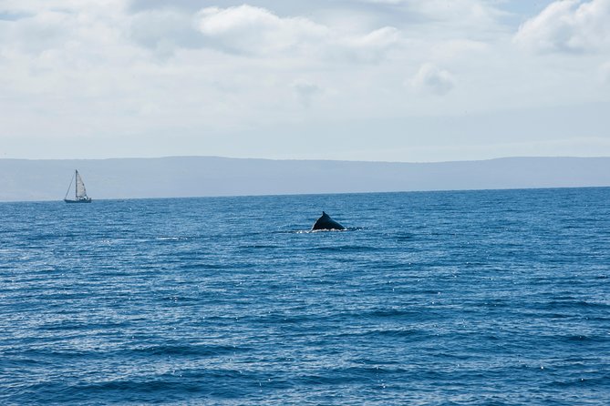 2-Hour Oahu Whale Watch from Ala Wai Harbor, Waikiki - Waikiki Beach and Diamond Head from the water