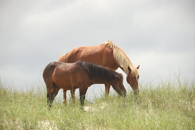 2-hour Outer Banks Wild Horse Tour by 4WD Truck - How the open truck changes the experience