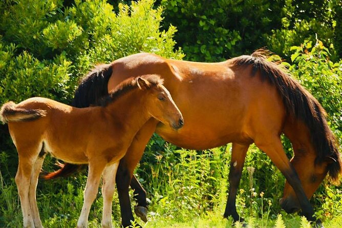 2-hour Outer Banks Wild Horse Tour by 4WD Truck - Value, timing, and who gets the most from it
