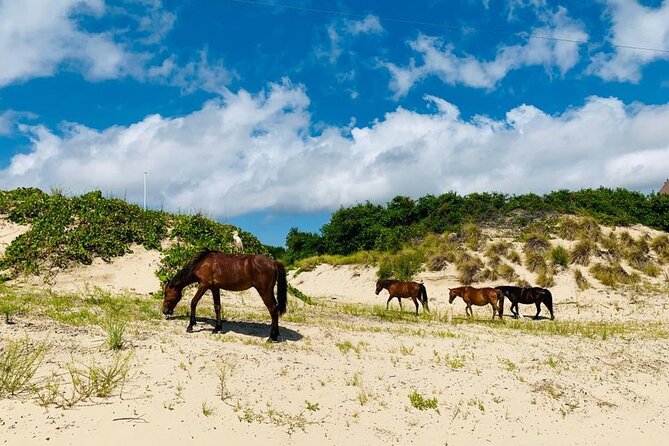 2-hour Outer Banks Wild Horse Tour by 4WD Truck - Finding horses that live on their own terms