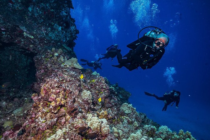 2 Tank Lanai Cathedral Scuba Dive Via Boat for Certified Divers - What You May See Below the Surface