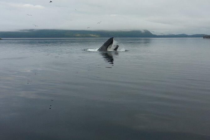 3.5 Hour Crowd-Skipping Whale Tour in Juneau, Alaska - Why this small Juneau boat matters