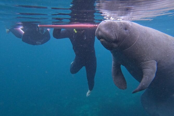3 Hour Small Group All Inclusive Manatee Swim with free Photo pkg - Key points to know before booking