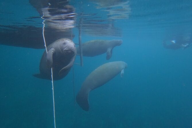 3 Hour Small Group All Inclusive Manatee Swim with free Photo pkg - Finding manatees across 600 acres of Kings Bay