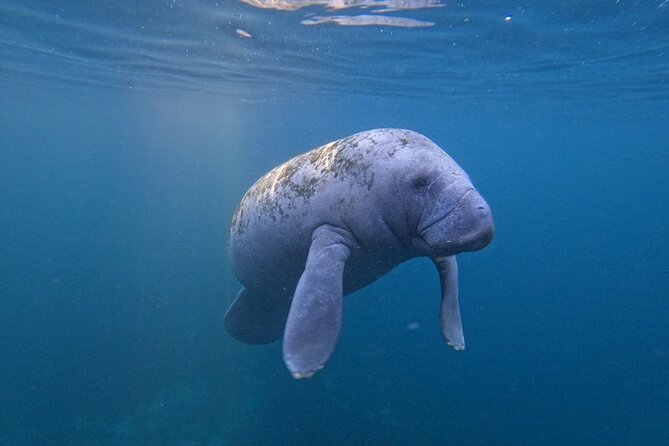 3 Hour Small Group All Inclusive Manatee Swim with free Photo pkg - Cold-weather comfort on the boat