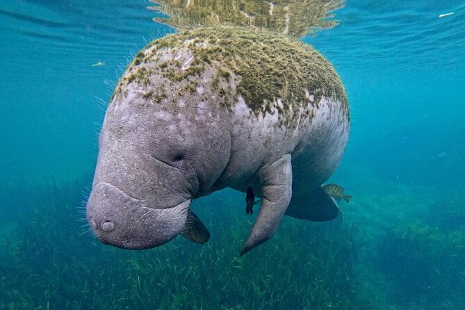 3 Hour Small Group All Inclusive Manatee Swim with free Photo pkg - What $99 includes, and what it does not
