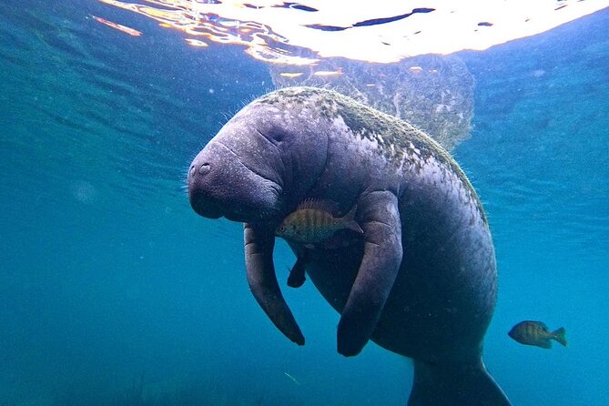 3 Hour Small Group All Inclusive Manatee Swim with free Photo pkg - Entering the water with a guide