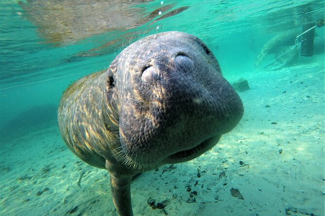 3 hours Manatee Swim Tour in Florida - Key points before you book