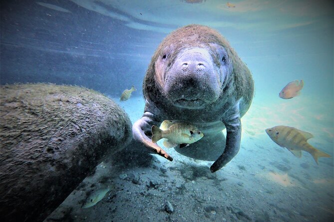 3 hours Manatee Swim Tour in Florida - Why Crystal River manatees are worth the morning