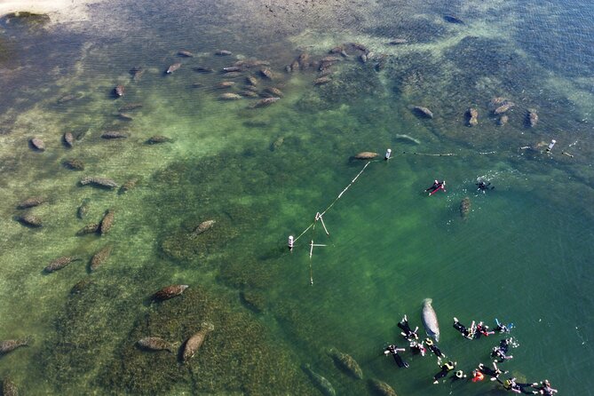 3 hours Manatee Swim Tour in Florida - What the boat ride adds