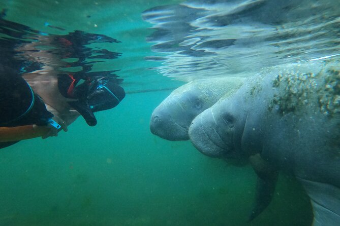3 hours Manatee Swim Tour in Florida - Wetsuits, masks, and the cold-water question