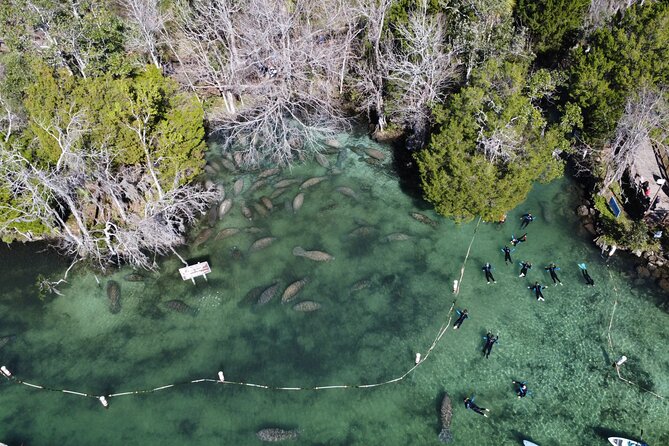 3 hours Manatee Swim Tour in Florida - The value of $74.99 per person