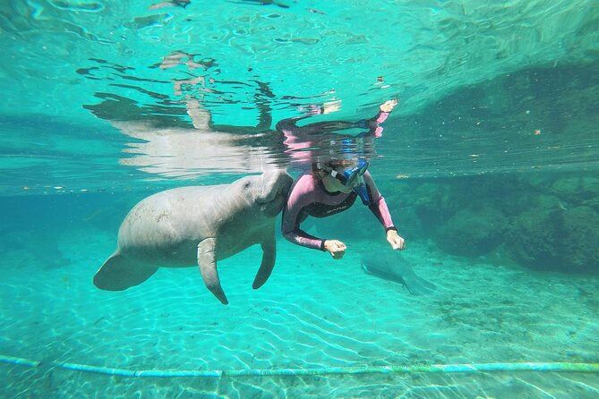 3 hours Manatee Swim Tour in Florida - From 525 NW 7th Avenue to Kings Bay