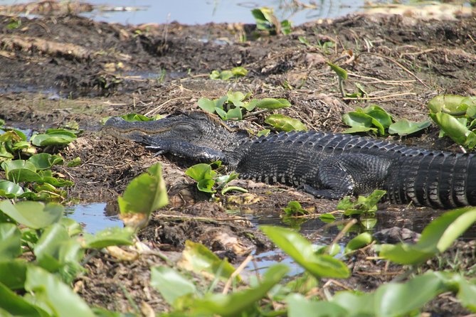 30-Minute Airboat Ride, Lunch, Gem Mining and Park Admission - The 30-minute airboat ride: fast, loud, and wildlife-focused