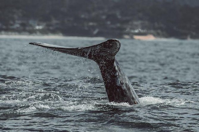 4 Hour Whale Watching Tour From Monterey - Leaving Old Fisherman’s Wharf at 9am