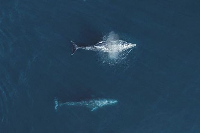 4 Hour Whale Watching Tour From Monterey - What you might see beyond the whales
