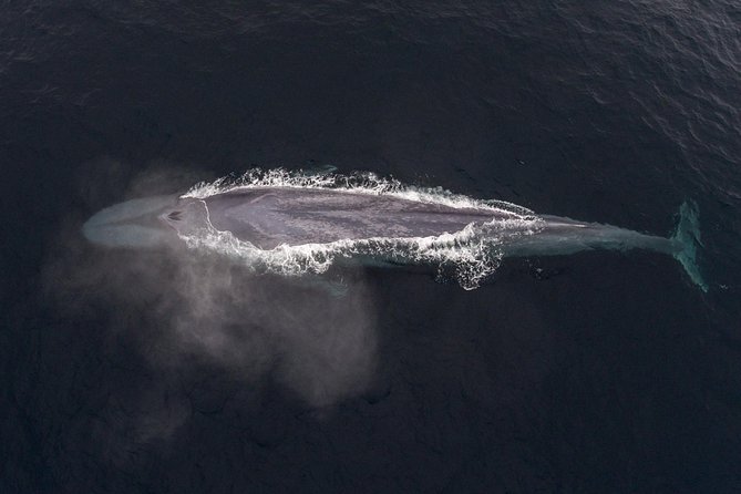 4 Hour Whale Watching Tour From Monterey - The ocean conditions are part of the experience