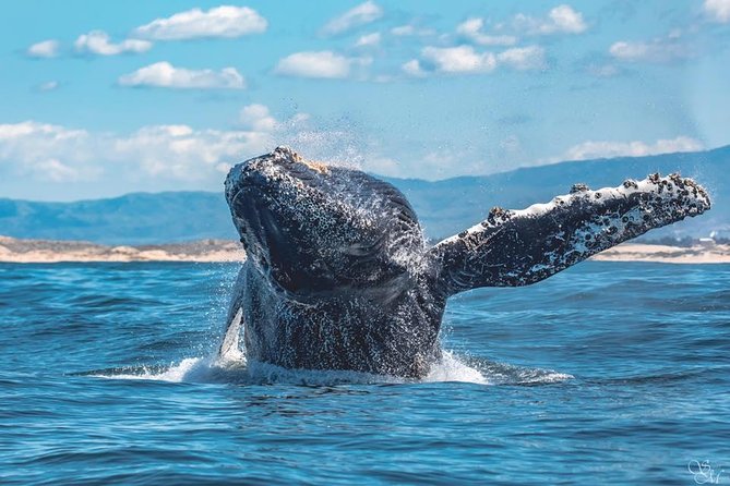 4 Hour Whale Watching Tour From Monterey - A closer look at the three-and-a-half-hour route