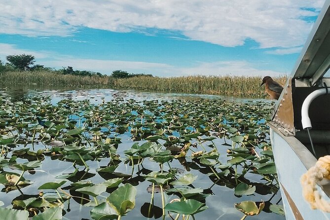 60 min. Everglades Airboat ride & pick-up ,small group +pro guide - Alligators, birds, and the luck factor
