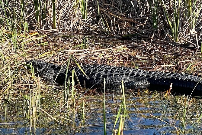 60 min. Everglades Airboat ride & pick-up ,small group +pro guide - Weather, comfort, and what to pack
