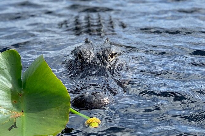 60 Minutes Small Group Everglades Airboat Ride in Miami - Is $79.99 a fair price?