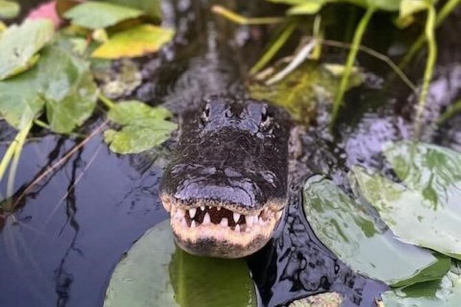 60 Minutes Small Group Everglades Airboat Ride in Miami - What happens during the one-hour route