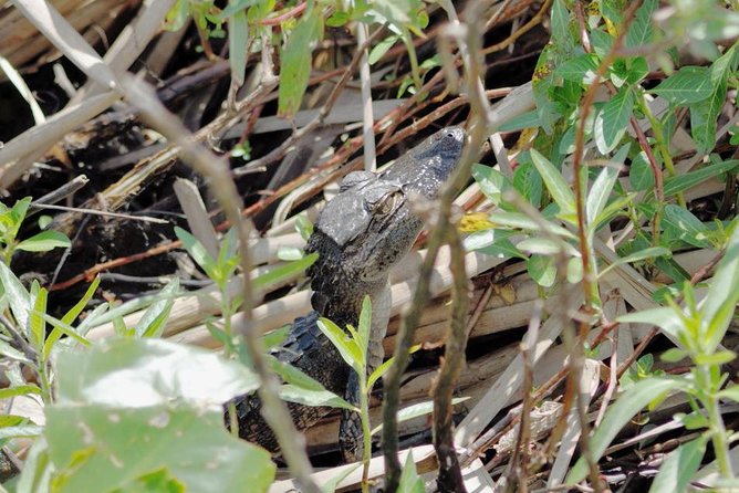 90 minute Everglades Airboat Tour near Orlando Florida - What this Kissimmee airboat ride is really like