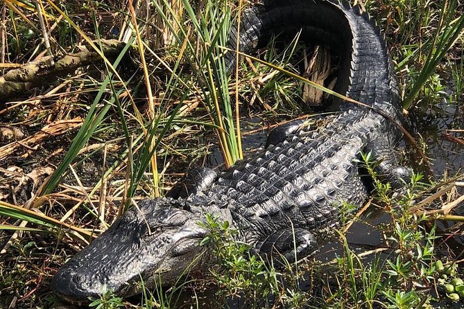 90 minute Everglades Airboat Tour near Orlando Florida - Alligators, bald eagles, and the luck factor