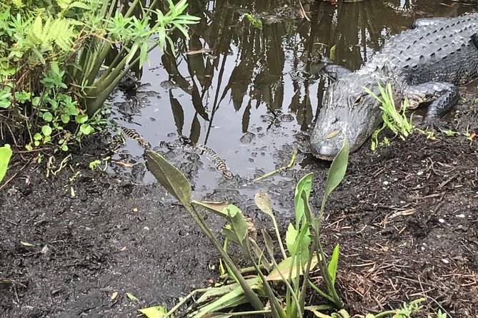 90 minute Everglades Airboat Tour near Orlando Florida - The $89 price and what you receive