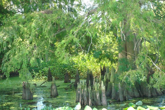 90 minute Everglades Airboat Tour near Orlando Florida - Practical details that affect comfort