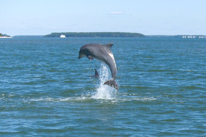 90-Minute Private Dolphin Tour in Hilton Head Island - Wild Dolphins Around Hilton Head