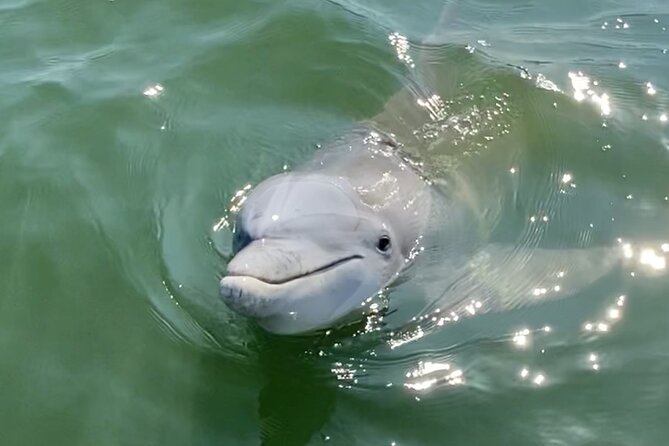 90-Minute Private Dolphin Tour in Hilton Head Island - Meeting Captain Mark at Helmsman Way