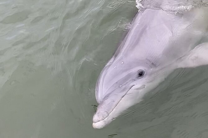 90-Minute Private Dolphin Tour in Hilton Head Island - The Lighthouse Photo Stop