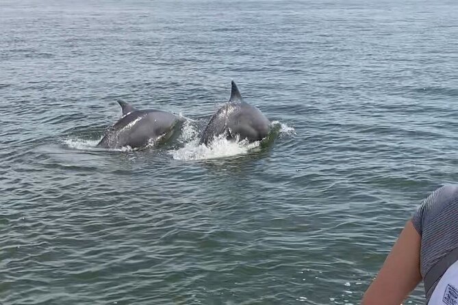 90-Minute Private Dolphin Tour in Hilton Head Island - Marshes, Shell Islands, and Smaller Wildlife