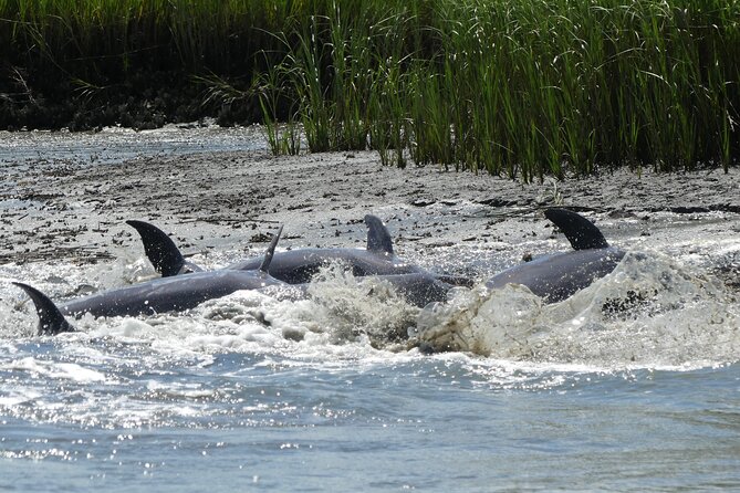 90-Minute Private Dolphin Tour in Hilton Head Island - What the 90-Minute Timing Feels Like