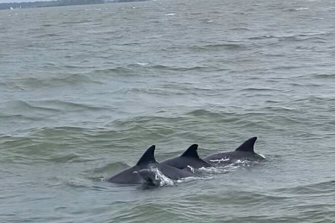 90-Minute Private Dolphin Tour in Hilton Head Island - Captain Mark’s Guiding Style