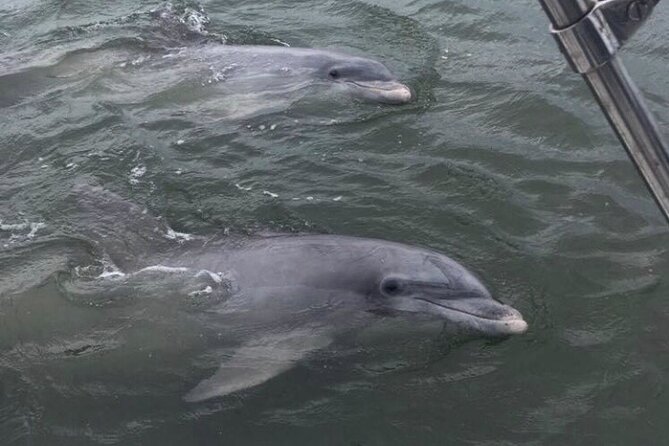90-Minute Private Dolphin Tour in Hilton Head Island - Weather, Wildlife, and What to Bring